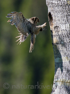 BB 13 0368 / Surnia ulula / Haukugle